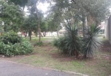 Plaza Costa Rica de Alto Verde: Arrancaron árboles que habían plantado los vecinos árboles