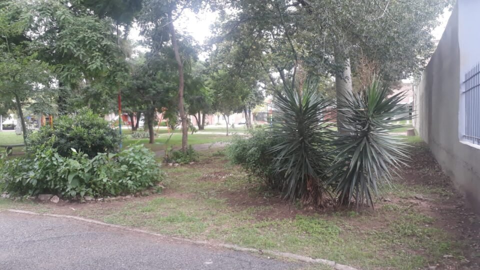 árboles