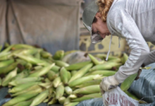 Cientos de jóvenes cosecharon choclos para asistir a comedores comunitarios Choclos
