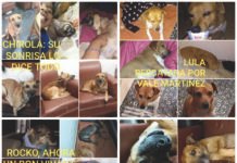 Salvan y rescatan a perritos abandonados en el Aeropuerto Rescataditos Aeropuertuarios