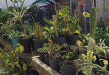 Crearon una huerta en Güemes como espacio de inclusión para jóvenes y personas en situación de calle Huerta