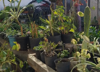 Crearon una huerta en Güemes como espacio de inclusión para jóvenes y personas en situación de calle Huerta