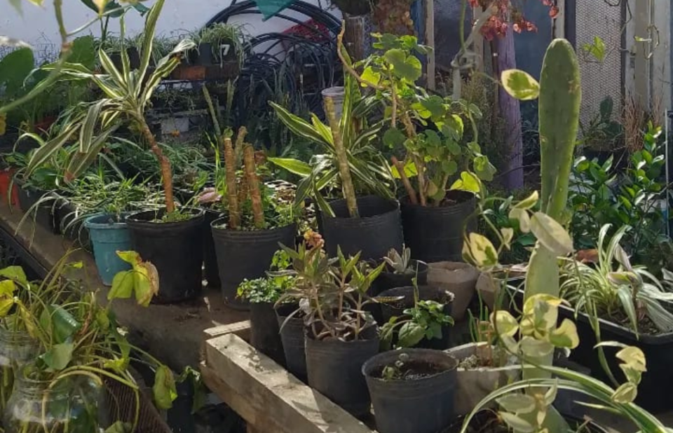 Huerta