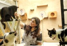 Margaret Lean: la mujer que renunció a su trabajo para abrir su propio hotel para gatos Hotel Para Gatos