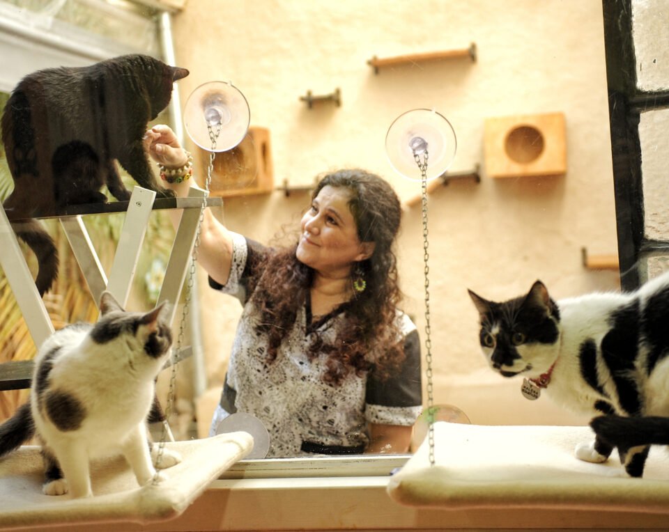 Hotel Para Gatos