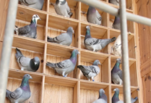 Vive en Córdoba y es colombófilo: cómo hace para criar y entrenar palomas mensajeras Palomas Mensajeras