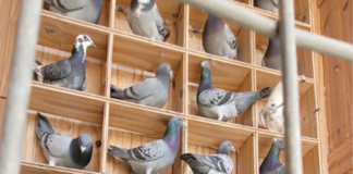 Palomas Mensajeras