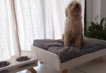 Loro Blanco: Las camas y comederos para mascotas que están de moda Loro Blanco