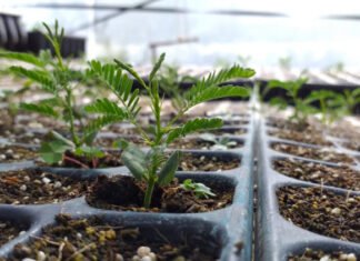 Vivero Agroforestal Córdoba Norte: buscan repoblar a la provincia con especies nativas Vivero Agroforestal Córdoba Norte