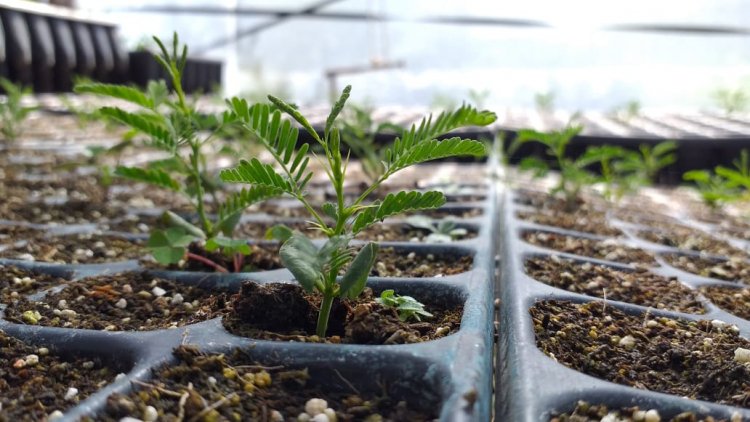 Vivero Agroforestal Córdoba Norte