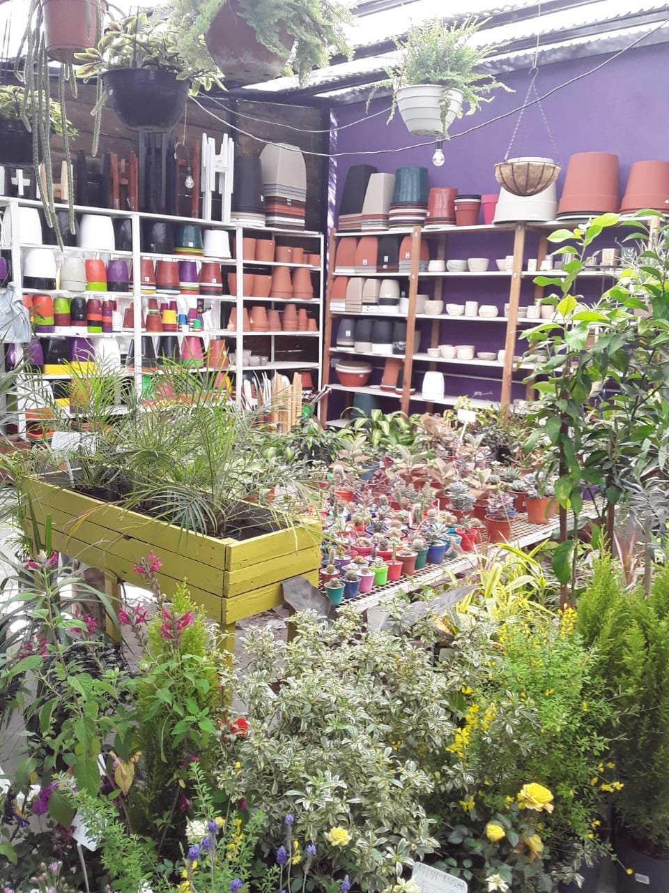 Cebra Verde