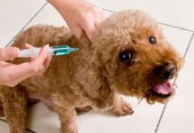 Miércoles de octubre: vacunación antirrábica y desparasitación gratuita para mascotas en Córdoba Vacunación