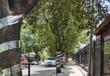 Un grupo de vecinos de B° Las Magnolias decoran las calles para recibir la Navidad