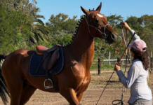 Son cordobesas y crían a una raza de caballos en peligro de extinción Caballos