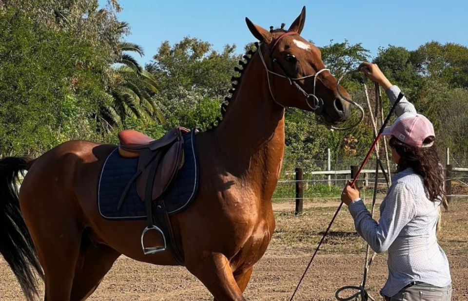 Caballos