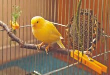 ¿Cuáles son las recomendaciones para tener canarios en tu casa? Canarios