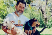 “Luchamos contra la indiferencia que existe con los perros de la calle” Perros