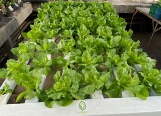 Taller sobre Hidroponía para el hogar en la Universidad Libre del Ambiente Hidroponía