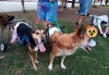 ¿Te animás a adoptar mascotas con discapacidad? Mascotas