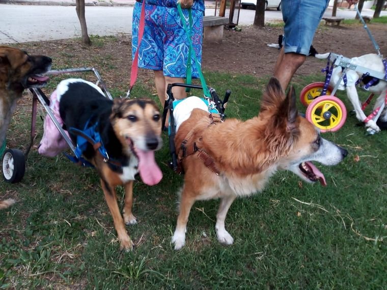 Mascotas