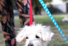 El hogar Milagros Perrunos está reuniendo donaciones para operar a Enzo