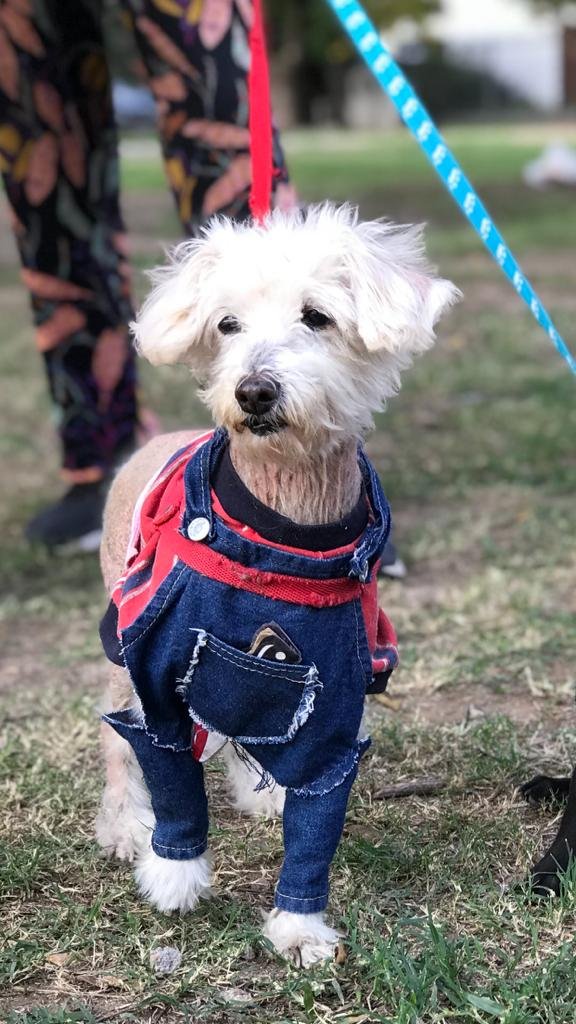 El hogar Milagros Perrunos está reuniendo donaciones para operar a Enzo