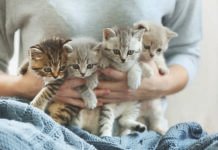 Adopción Gatos Córdoba: La ONG que promueve la adopción responsable Gatos