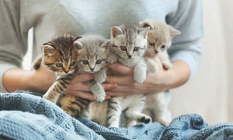 Gatos