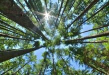 Biodiversa: una experiencia para repensar el vínculo con los bosques nativos Biodiversa