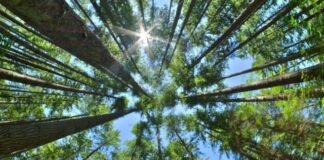 Biodiversa