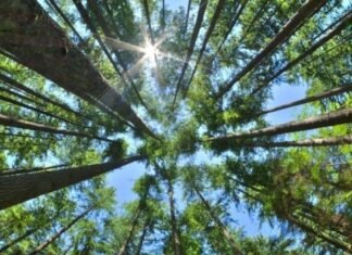 Biodiversa: una experiencia para repensar el vínculo con los bosques nativos Biodiversa