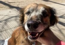 Sumate como voluntario para el Taller de Carros de la fundación Discas Córdoba