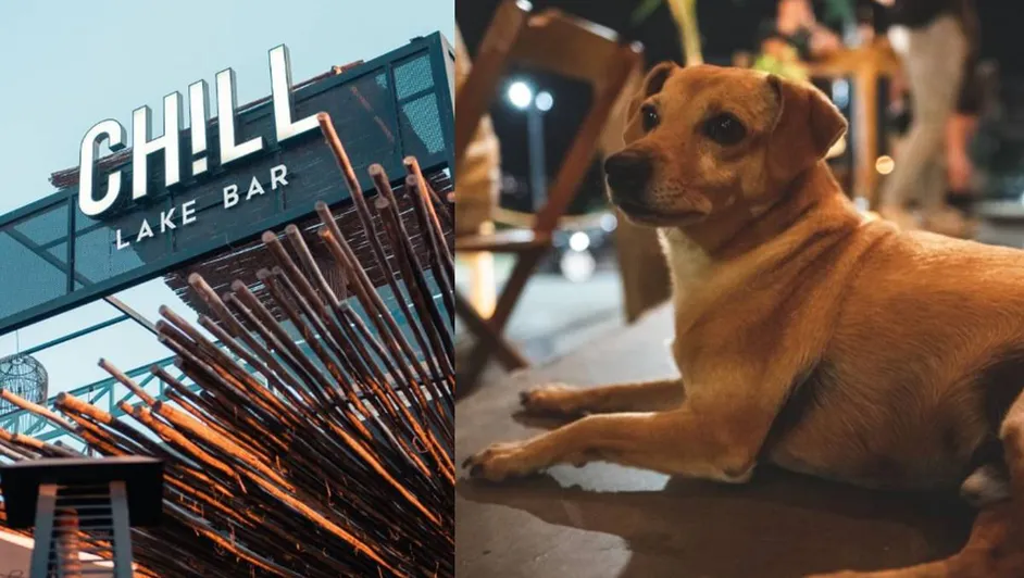 En Carlos Paz, un bar ofrece un menú “Pet friendly” especial para las mascotas