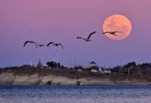 La luna llena, luminosa e impactante por el fenómeno del Esturión