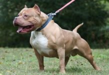 Huella Animal: la App para reportar y registrar a perros peligrosos