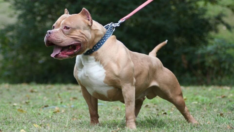Huella Animal: la App para reportar y registrar a perros peligrosos