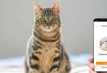 Meowtalk: la app para entender a tu gato