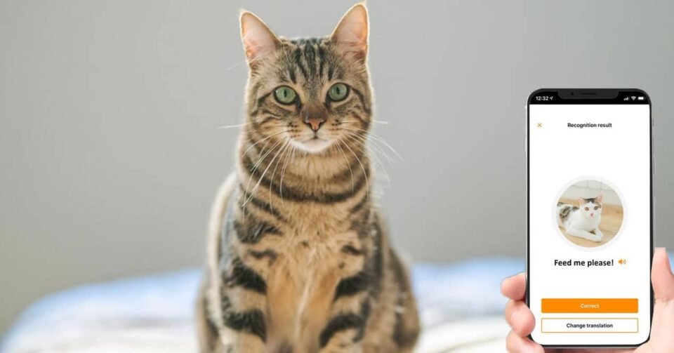 Meowtalk: la app para entender a tu gato