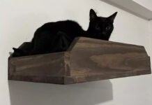 En “Loro Blanco” crean camas, comederos, gimnasios y rascadores para mascotas