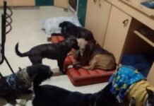 Fundación Cintia Guadalupe recauda fondos para seguir ayudando a perros y gatos abandonados