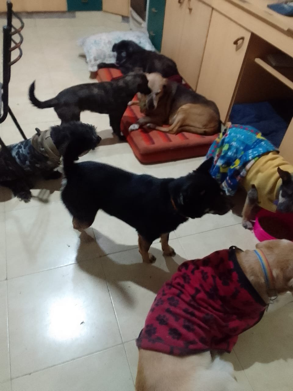 Fundación Cintia Guadalupe recauda fondos para seguir ayudando a perros y gatos abandonados