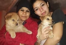 Desde hace 15 años, madre e hijas rescatan perros y gatos de la calle