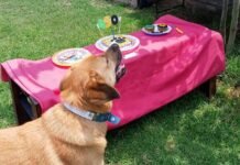 Con “Tonquis Repostería canina” sorprendé y agasajá a tus mascotas