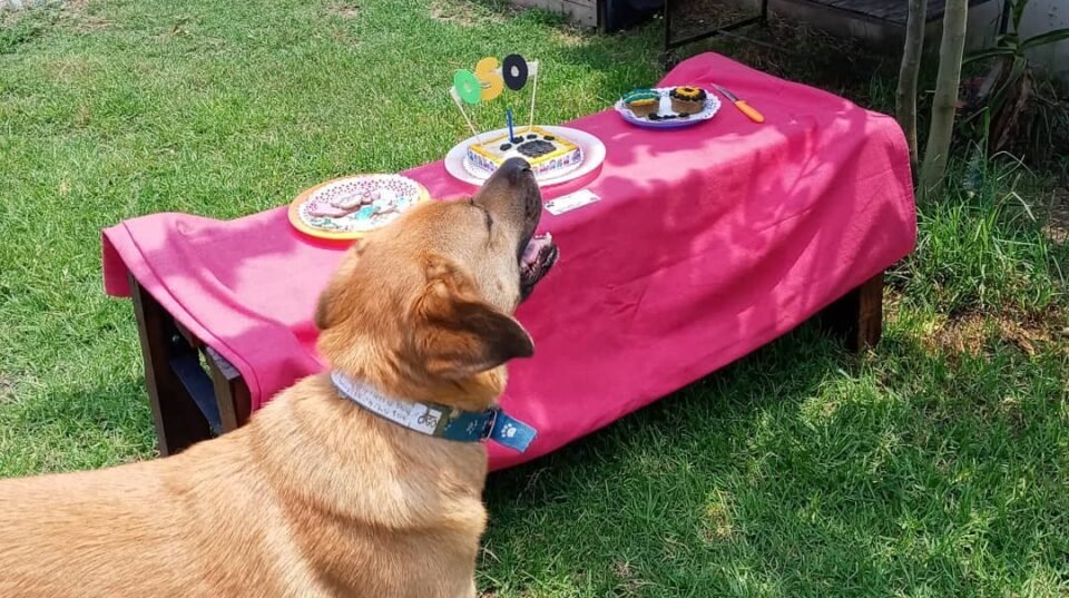 Con “Tonquis Repostería canina” sorprendé y agasajá a tus mascotas