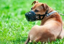 Perros peligrosos: En Córdoba, se deberá tener un carnet para poder pasearlos en la vía pública