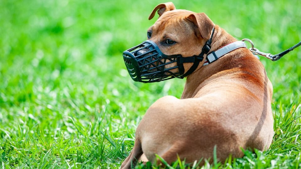 Perros peligrosos: En Córdoba, se deberá tener un carnet para poder pasearlos en la vía pública