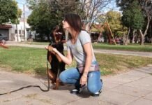 Educación Canina: ¿En cuántas clases podemos adiestrar a nuestras mascotas?