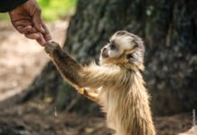 Proyecto Carayá atraviesa una crisis económica y necesita tu ayuda