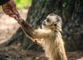 Proyecto Carayá atraviesa una crisis económica y necesita tu ayuda