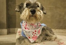 En B° Las Magnolias, tres hermanas diseñan ropa exclusiva para mascotas